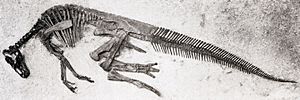 Edmontosaurus annectens specimen