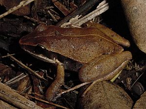 Eleutherodactylus dimidiatus01.jpg