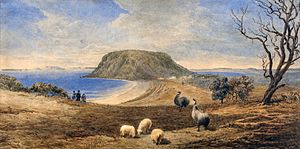 Emus at Stanley during the 1840s