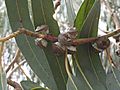 Eucalyptus bicostata Gum nuts IMG 0469 (2334881338)