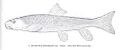 FMIB 34318 Catostomus discobolus Cope Sucker