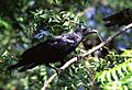 Fan-tailed raven