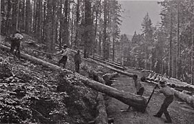 Ferrars 1905 Holzfäller
