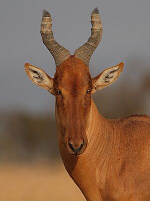 Flickr - Rainbirder - Jackson's Hartebeest (Alcelaphus buselaphus lelwel)