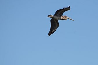 Flickr - ggallice - Brown pelican