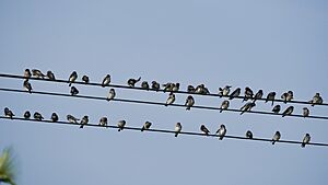 Flock Streak Throated Swallows Electric Srirangapatna Jul22 A7C 02169
