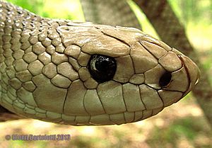 Florida Pine Snake close up head