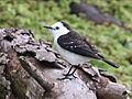 Fluvicola albiventer-perching