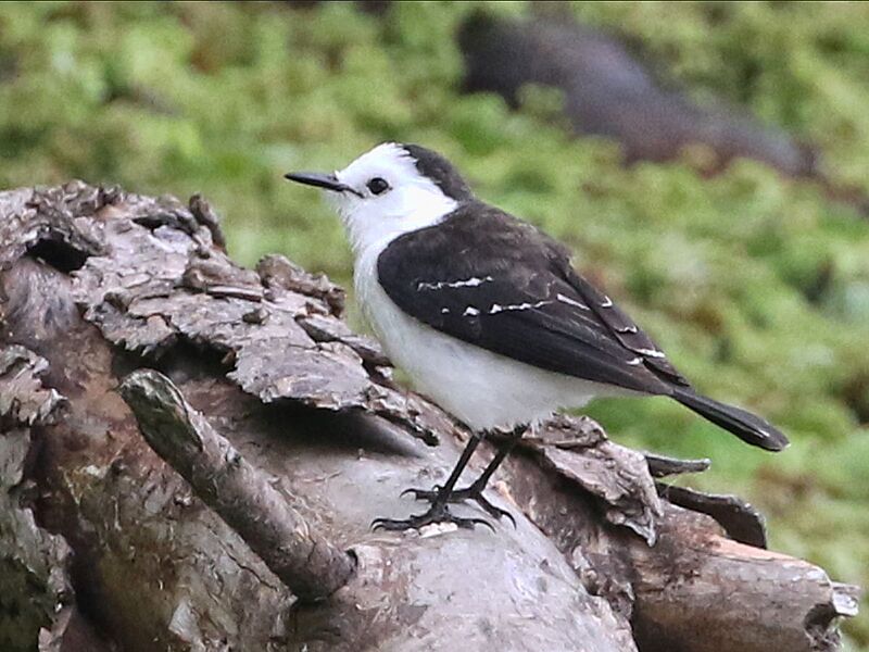 Fluvicola albiventer-perching