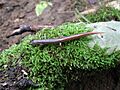 Four-toed salamander dorsal