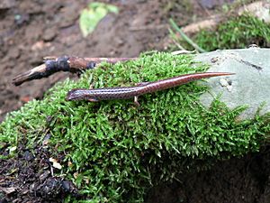 Four-toed salamander dorsal