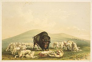 George Catlin - Buffalo Hunt, White Wolves Attacking Buffalo Bull