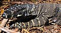 Goanna head2