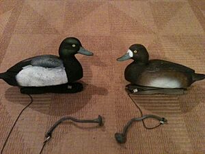 Greater scaup decoys