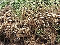 Groundnut Harvest