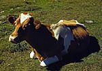 A dairy cow, the state domestic animal of Wisconsin