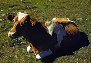 Guernsey cow or calf lying on the ground, ca 1941-42