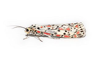 Heliotrope-moth.jpg