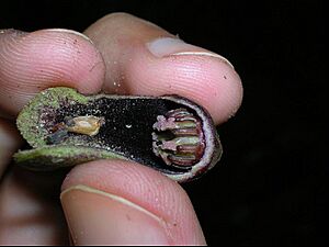 Hexastylis arifolia