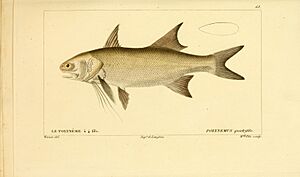 Giant African threadfin Facts for Kids