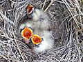 Horned Lark, Eremophila alpestris, nestlings begging, baby birds, gape colors, in nest Alberta Canada (3)