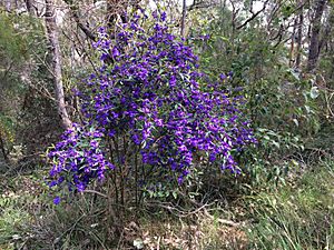 Hovea elliptica habit 2