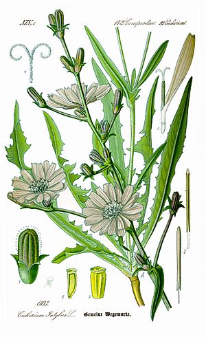 Botanical illustration of chicory