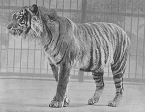 Java Tiger