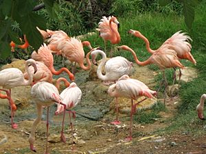 Jerusalem Zoo flamingos
