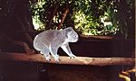 Koala-walking-along-a-branch-at-Lone-Pine