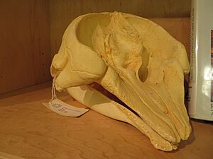 Kogia sima skull