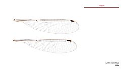 Lestes concinnus male wings (34696167371)