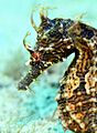 Lined Seahorse- Hippocampus erectus (6042886100)