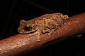 Litoria myola 2016
