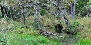 Little Bear Creek, private land near Buda, Hays County, Texas, USA. (21 October 2010)