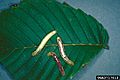 Lochmaeus bilineata larva