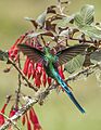 Long-tailed sylph (Aglaiocercus kingii emmae) male in flight on Fuchsia triphylla Caldas