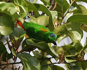 Loriculus galgulus (male) -Singapore-8.jpg