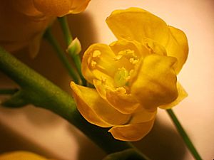 Mahonia aquifolium NRM