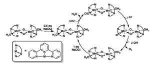 Manganese di-μ-oxo dimers involved in O2-evolution as a functional model for photosynthetic water oxidation