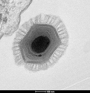 Megavirus.jpg
