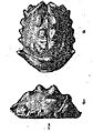 Mesodromilities birleyi