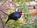 Musophaga violacea -Atlanta Zoo, Georgia, USA-8a
