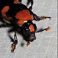 Nicrophorus americanus, American Burying Beetle (female) — frontal view