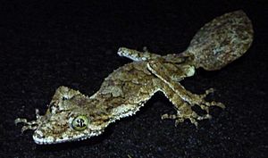 Northern Leaf-Tailed Gecko.jpg