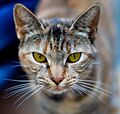 Olhos de um gato-3