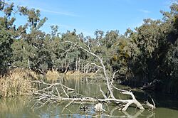 Oxley Lachlan River 002