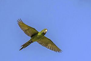 Pacific parakeet (Psittacara strenuus) in flight Los Tarrales