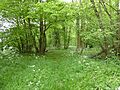 Packway Wood, Flixton 5