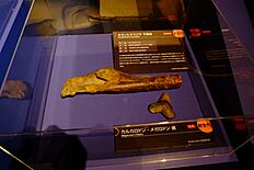 A mandible of the baleen whale Parietobalaena with bite marks made by Megalodon